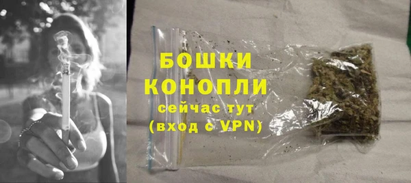 индика Ельня