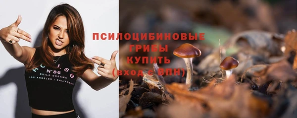 индика Ельня