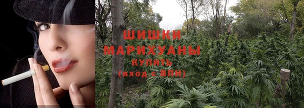 индика Ельня