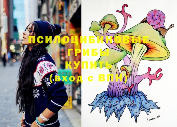 индика Ельня