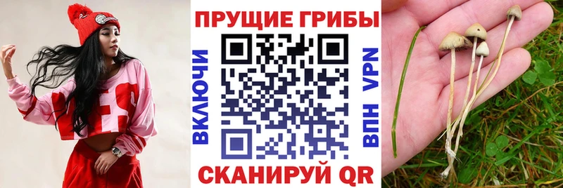 даркнет сайт  Пустошка  Галлюциногенные грибы Psilocybe 